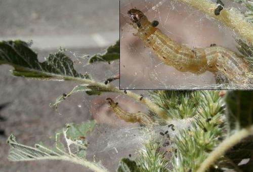 Achyra nudalis